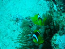 Clown Fish